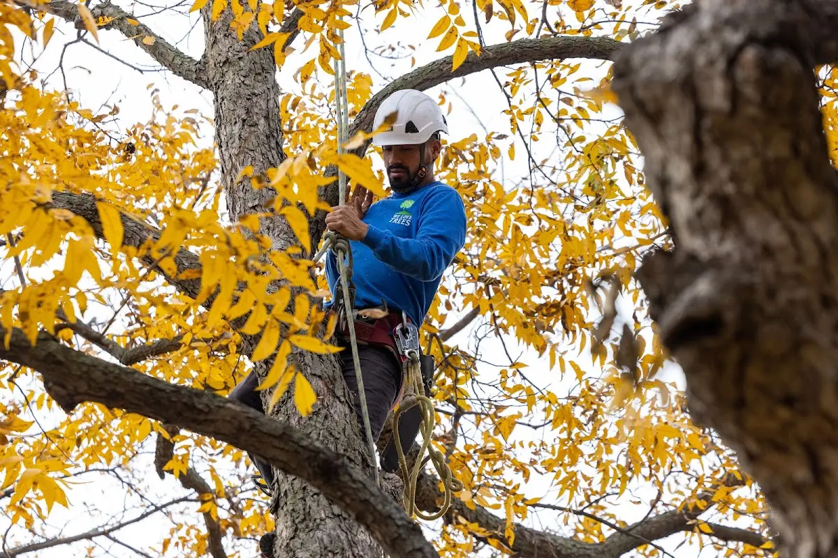 Skilled Emergency Tree Service crew working in Goodland